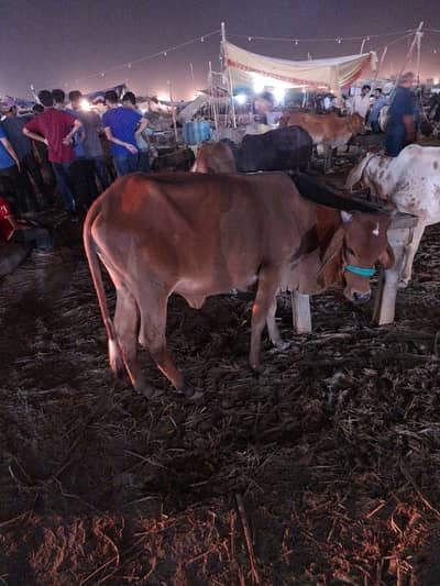 *qurbani cow /desi Bachri /donda wachi| Qurbani 2026 / cow*