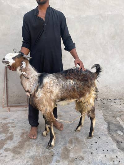 Aseel Bakray Ghr k palay hua