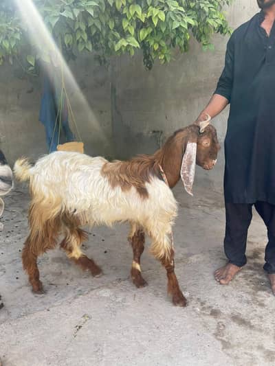 Aseel Bakray Ghr k palay hua