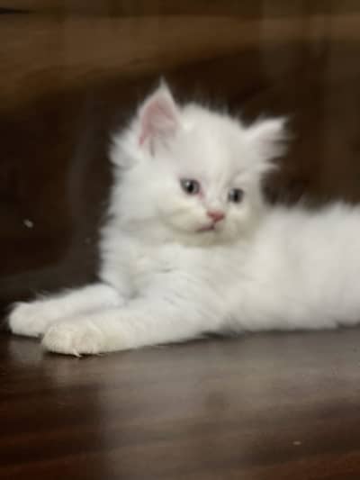 Persian kitten