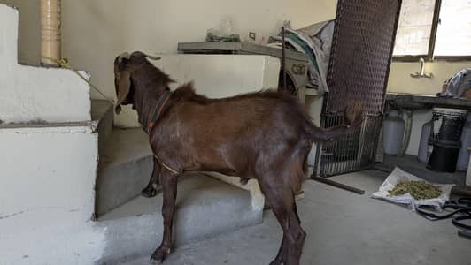 Bakra and Bakri for sale