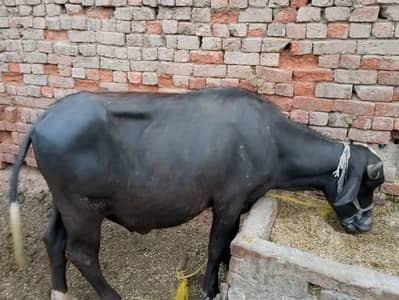 kurbani Buffalo