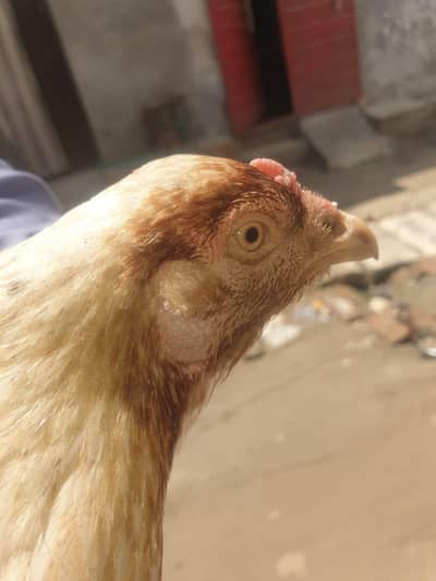 braider female
