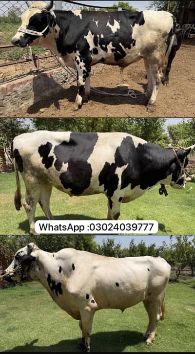 Frisian Bull /desi Bachra /donda wacha| Qurbani 2026 / bulls