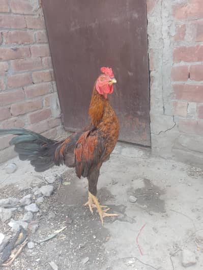 Aseel murga