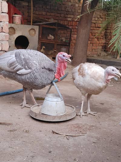 Turkey bird pair for sale