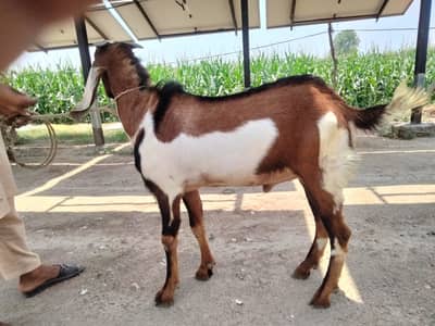 Bakra big  03255091852