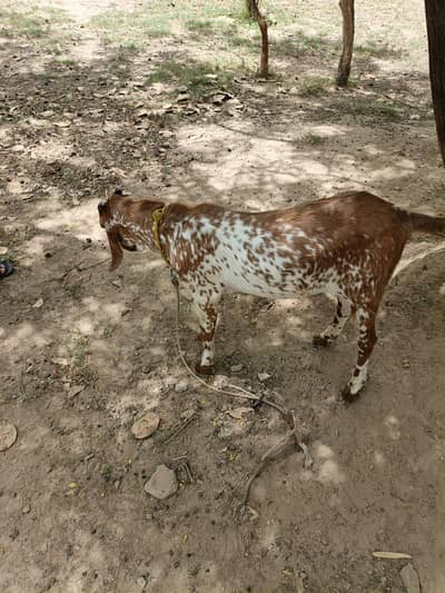 Bakra for sale