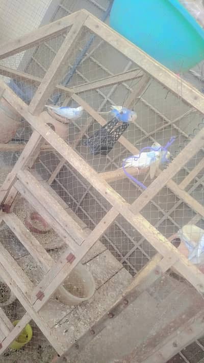 Buggies for sale Australian parrots 500 pair