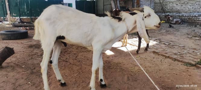 Qurabni Bakra