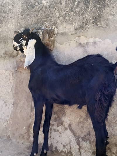 Bakra