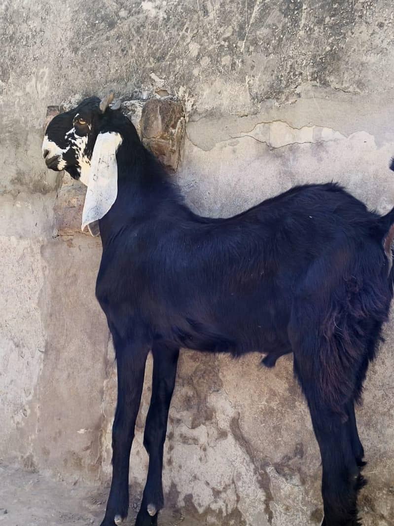 Bakra 0