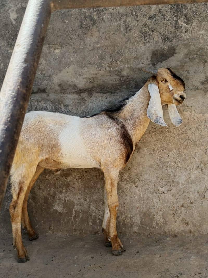 Bakra 1