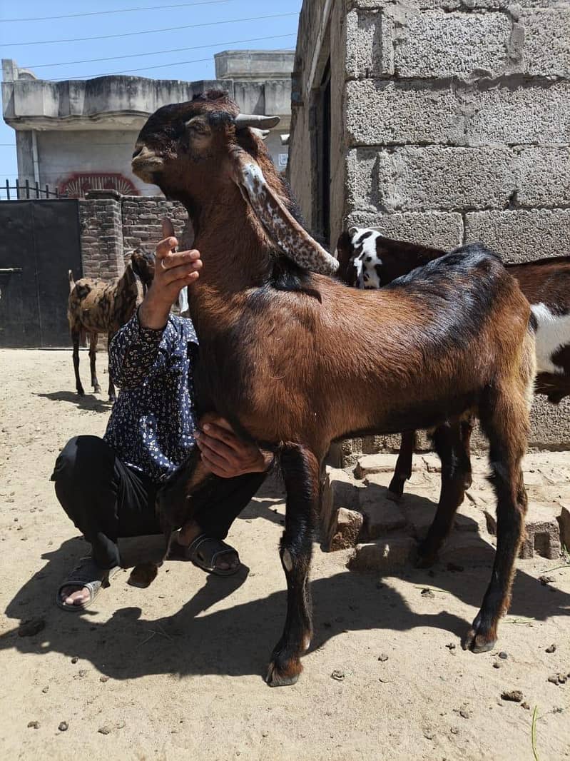 Bakra 2