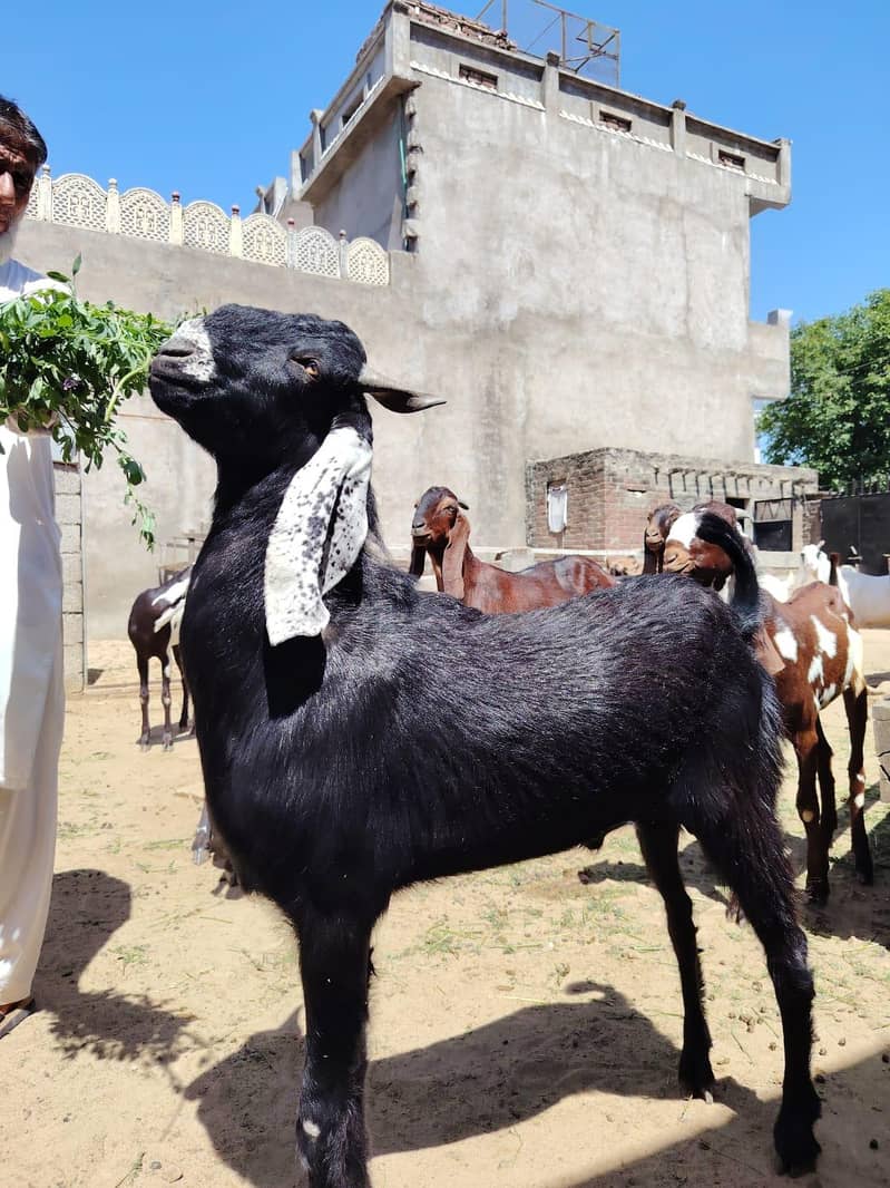 Bakra 3