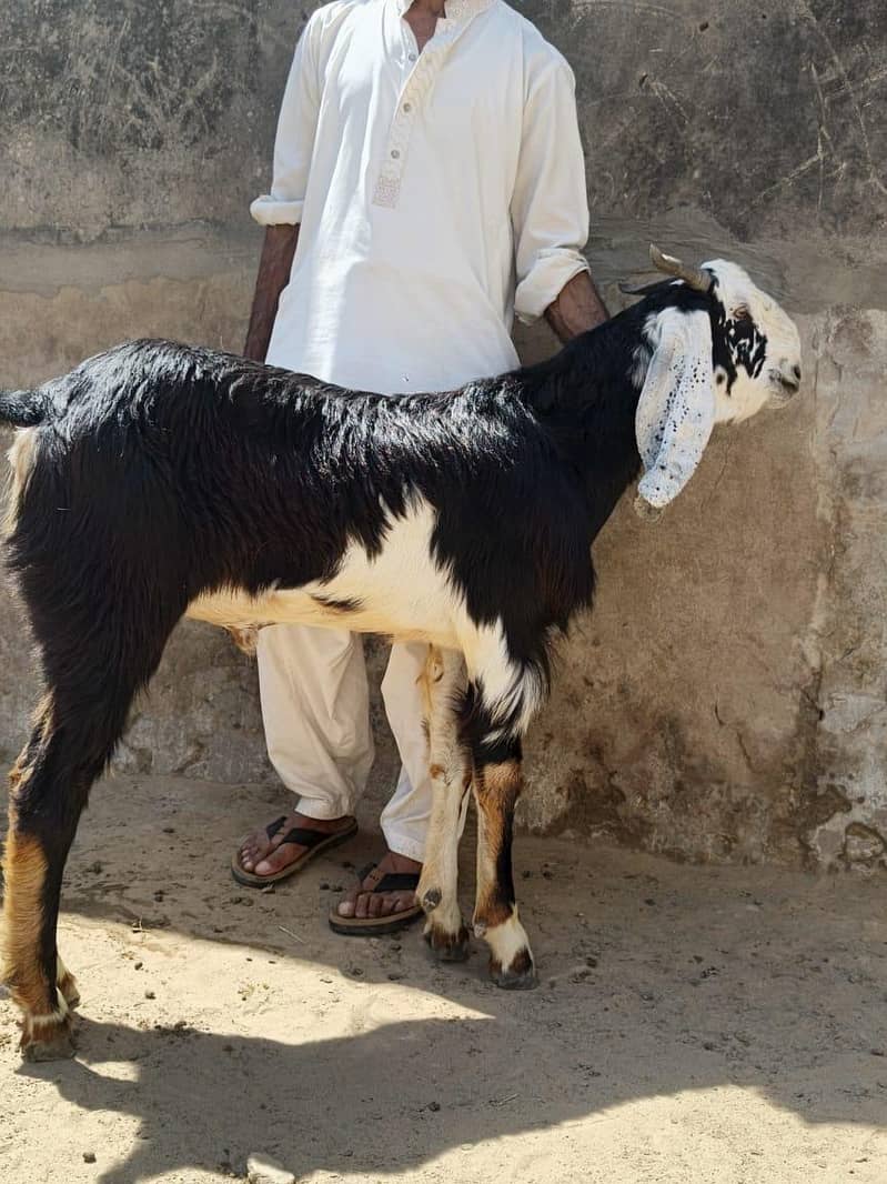 Bakra 4