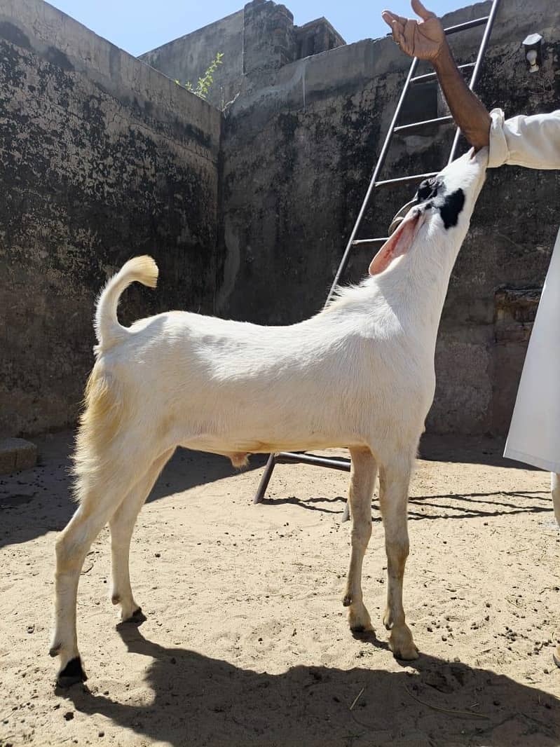 Bakra 5