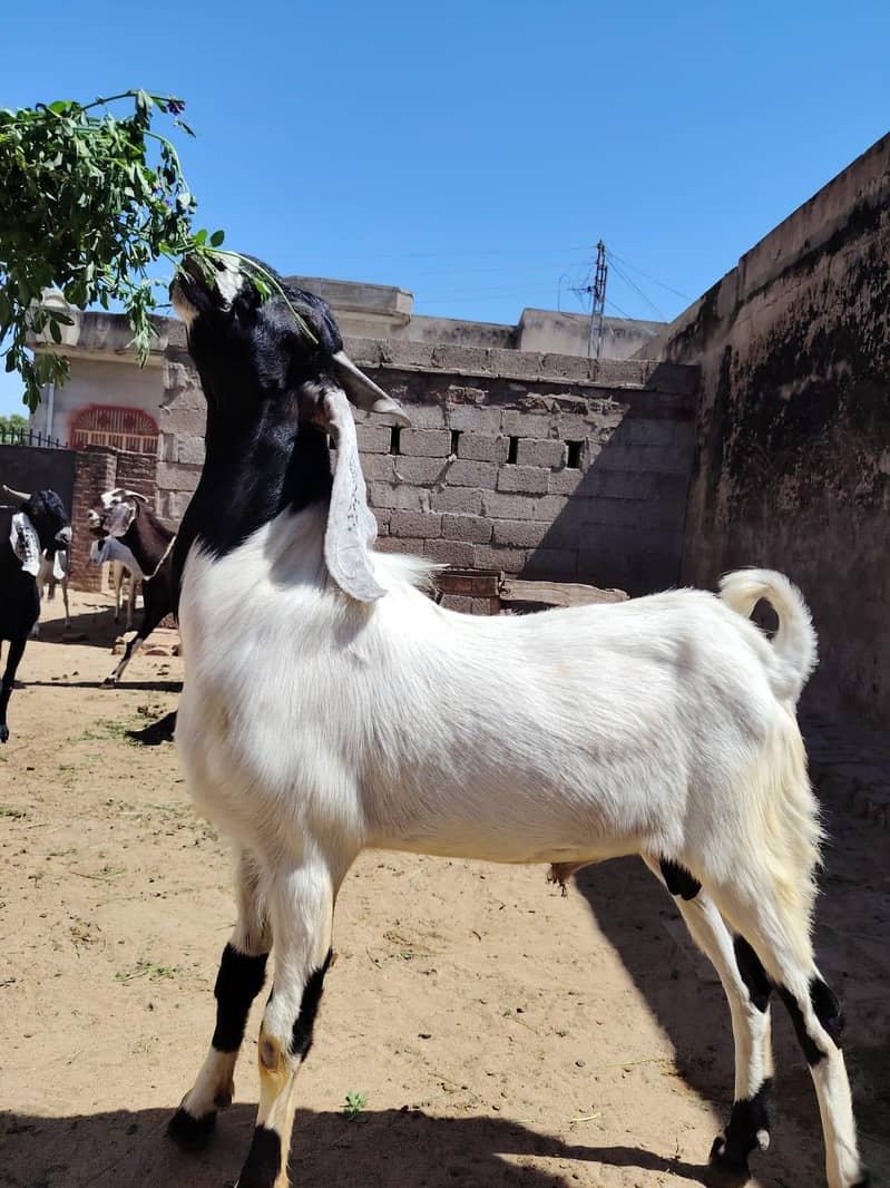 Bakra 6