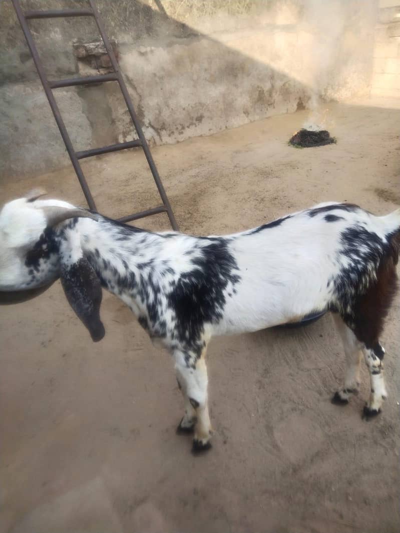 Bakra 7