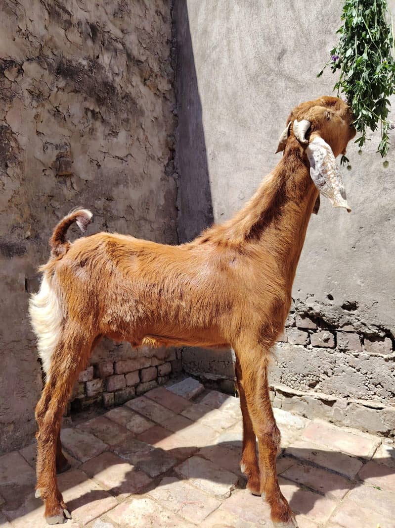 Bakra 8