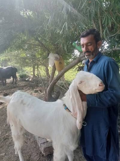 Healthy White Bakra for Eid – Qurbani Ready