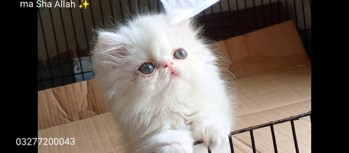 CFA bloodline pure peki peke face import quality kittens