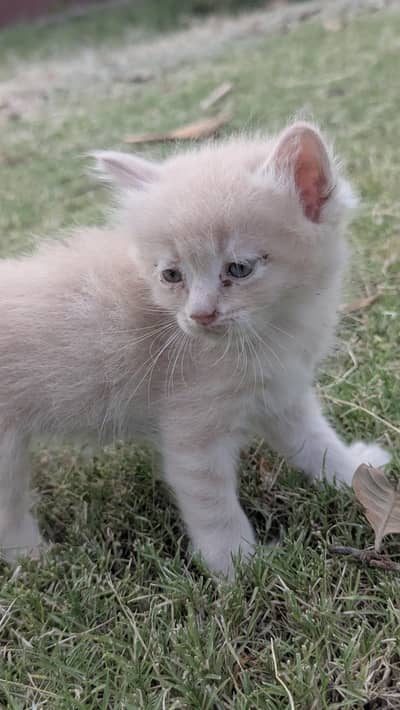Golden Color Persian Cat