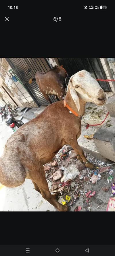 1 Sheep and 1 Goat Dumba + Bakra for sale Qurbani Animals