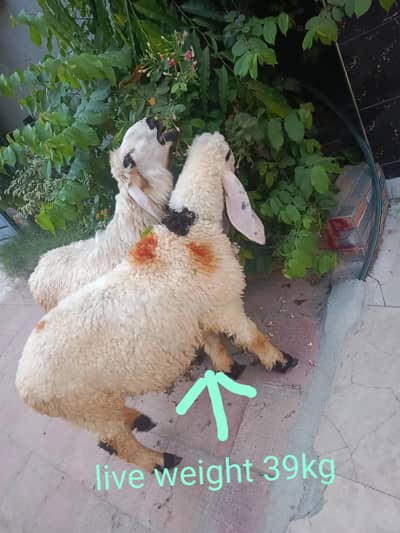Desi chatra jori healthy and active