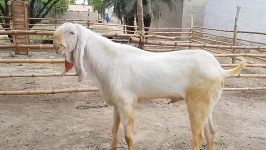 Qurbani lagne wala Rajanpuri Gulabi Bakra for sale/03246711890