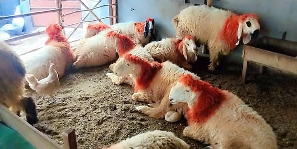 Chatra | mundra | sheep | 2 dant | Qurbani 2026