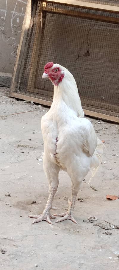 heera aseel boht hi achi cheez hai