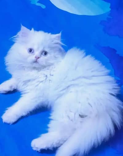 Persian female kitten for sale all Pakistan delivery available