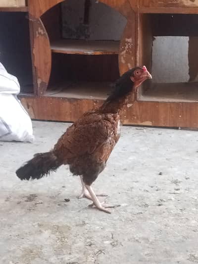 Aseel hen for sale