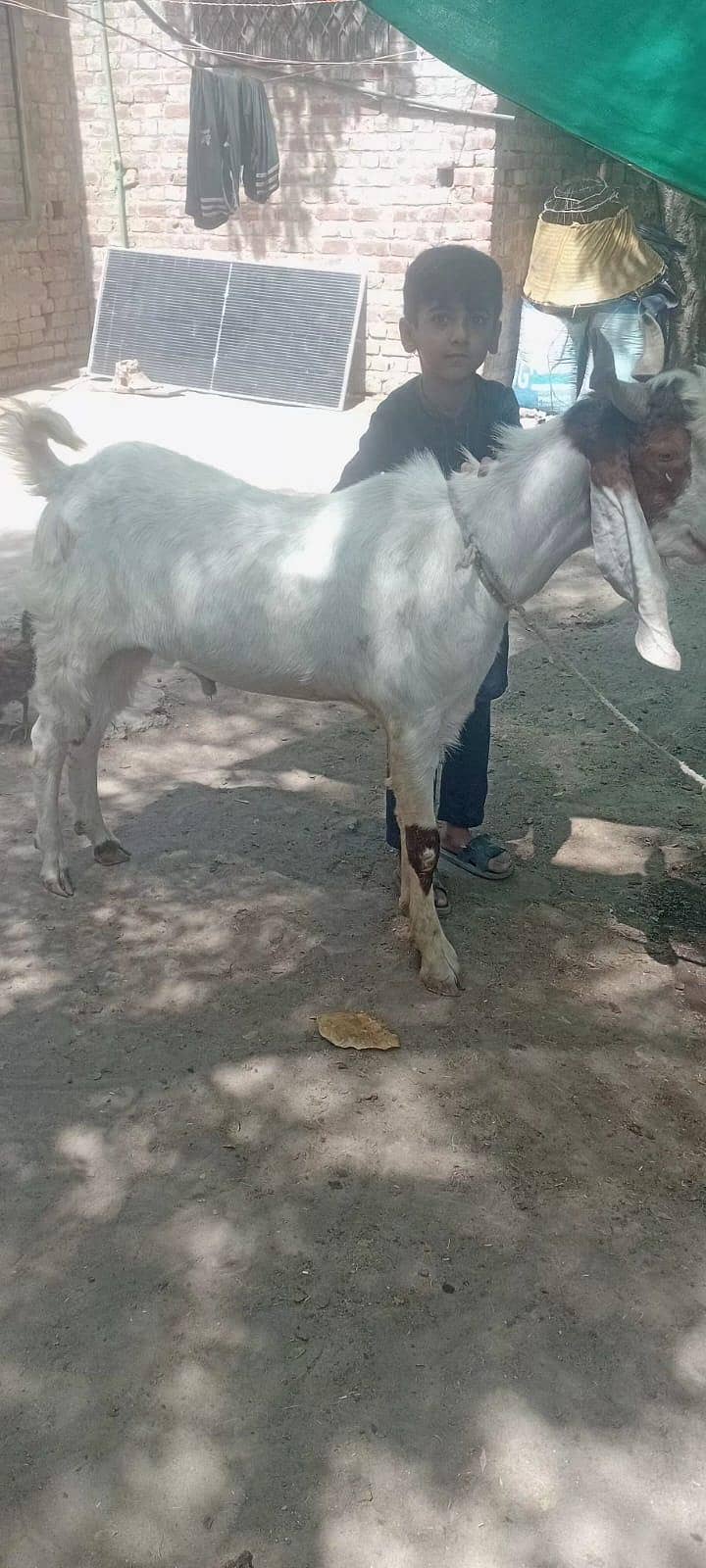 Donda دوندا 1