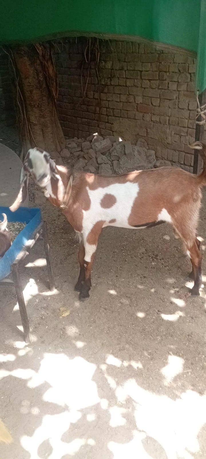 Donda دوندا 2