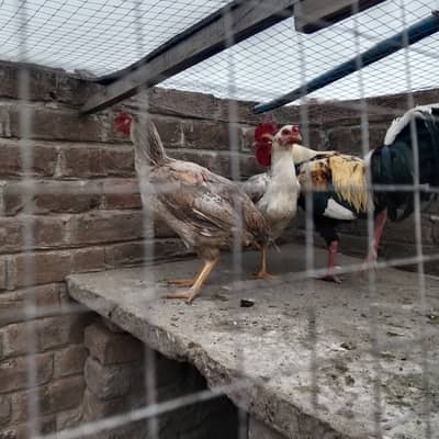 Hens for sale, Murghi Murgha