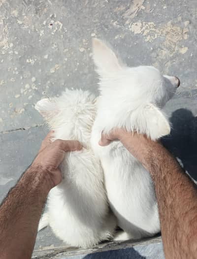 Russian pista Dogs For sale on Cheap Rate