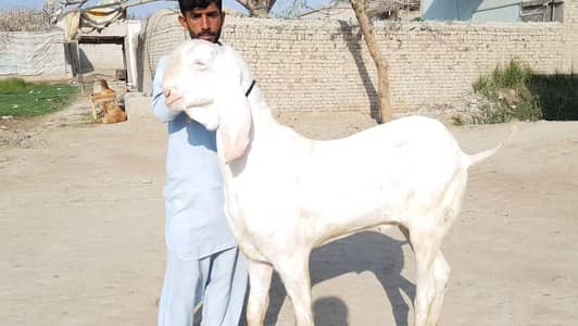 Qurbani lagne wala Rajanpuri Gulabi Bakra for sale/03246711890