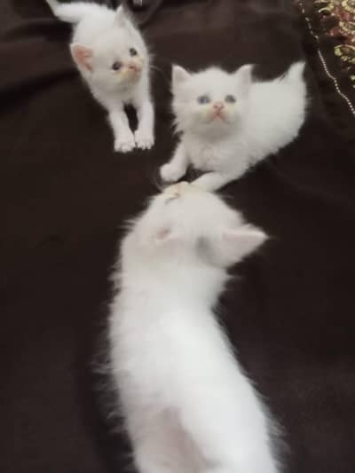 Persian Cats In White Colors Both Male And Female