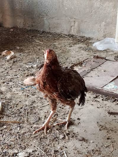 achi hens hai
