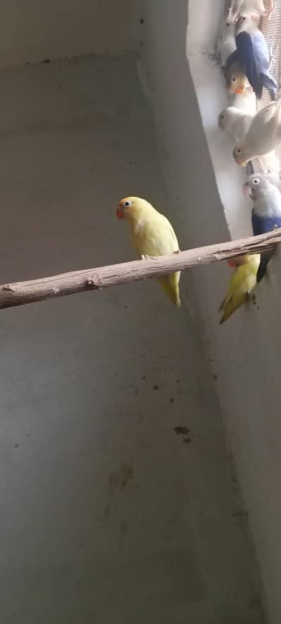 Lovebirds