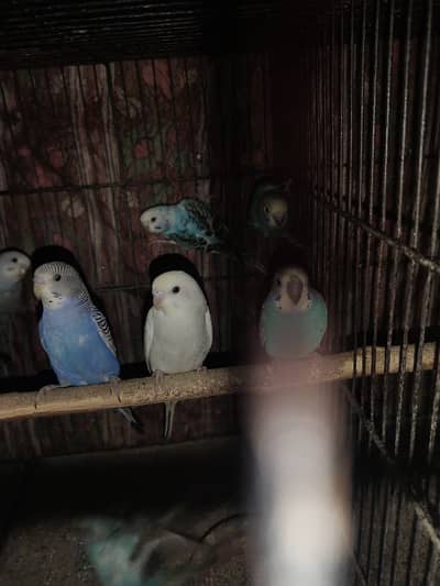 Budgies + Zebra finches for sale