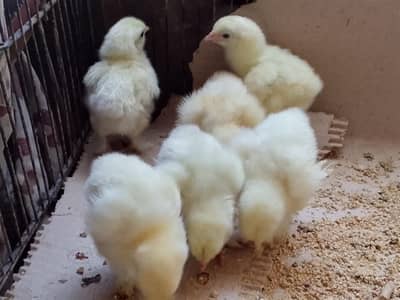 White Heavy Buff Cochin Chicks – 8 Days Old