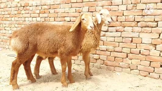 Dumba kurbani 2026.  call me _03704815728