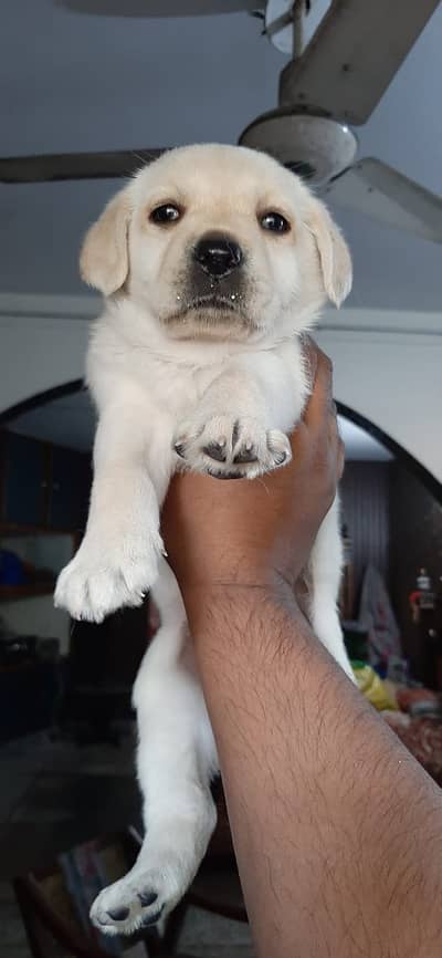 Labrador puppies