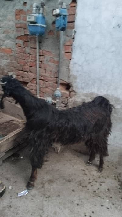 قربانی کا بکرا