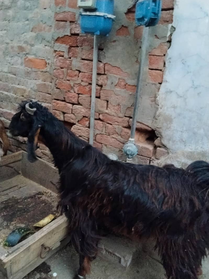 قربانی کا بکرا 2