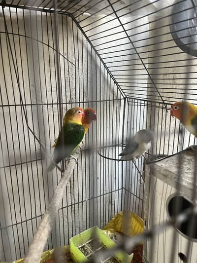 Love birds
