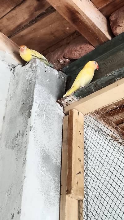 Love birds breeder pair for sale in reasonable price